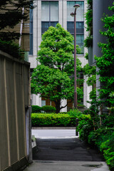 東京港区赤坂3丁目の細い路地と樹木