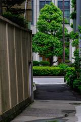 Fototapeta na wymiar 東京港区赤坂3丁目の細い路地と樹木