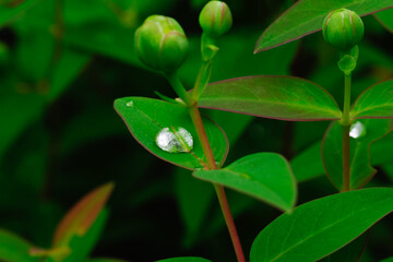 ビヨウヤナギの葉に水のしずくが付いている