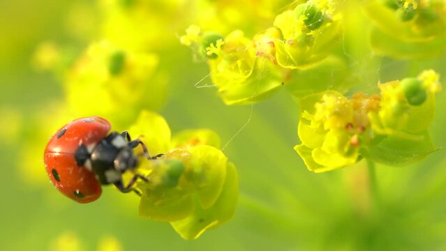 Ladybird in the yellow flover, spring wildlife in nature. Coccinella septempunctata, seven-spot lady bird, red black insect in the green vegetation, Bile Karpaty in Czech Republic. Ladybug nature.