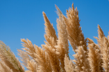 Pampas grass in front of a bright blue sky