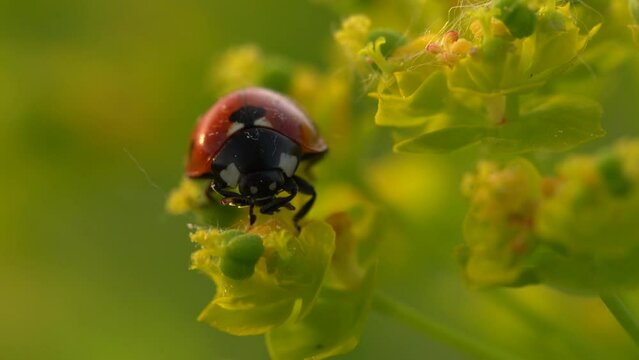Ladybird in the yellow flover, spring wildlife in nature. Coccinella septempunctata, seven-spot lady bird, red black insect in the green vegetation, Bile Karpaty in Czech Republic. Ladybug nature.