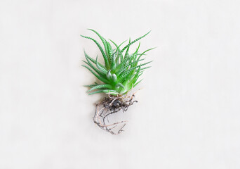 Succulent, Haworthia striped Haworthia fasciata, haworthia root on paper background.