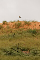Giraffe in the Kgalagadi, South Africa