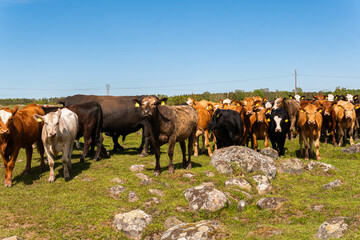 A lot of different, beautiful and funny cows on pasture on a green field, eating grass, looking curiously. 