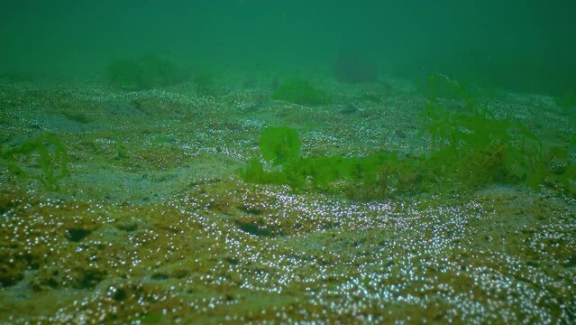 Overgrown with unicellular algae, sand on the seabed releases oxygen bubbles into the water, Black Sea