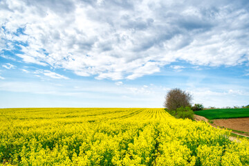 Colorful spring landscape. Yellow field of flowering rape with a cloudy blue sky. Natural landscape in Hungary, Europe