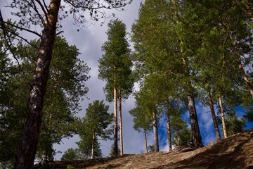 Fototapeta premium Forest in may on sky background
