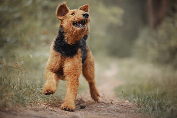 Airedale terrier dog running on the road