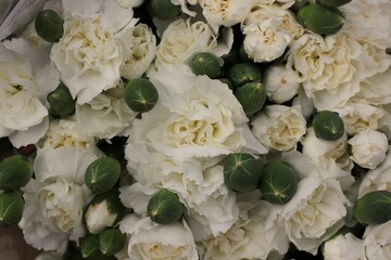 white carnations
