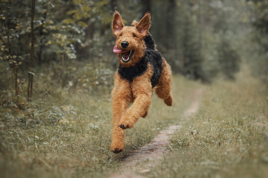 Waterside terrier discount