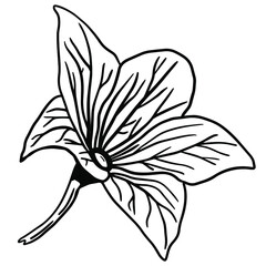 Obraz premium Black doodle of an iris. Hand-drawn spring flowers illustration.
