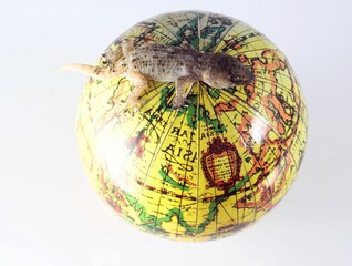 Gecko Lizard and Globe