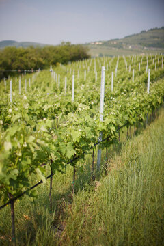 Vigneto Valpolicella