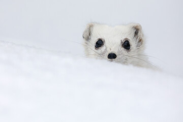 A close-up of a Short-tailed Weasel in its winter fur standing in snow and looking at photographer
