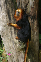 A portrait of a Golden-headed Lion Tamarin in a tree
