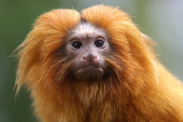 A portrait of a Golden Lion Tamarin
