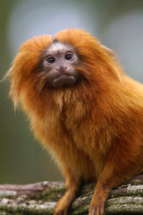 A portrait of a Golden Lion Tamarin

