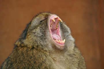 Obraz premium A portrait of a male Barbary Macaque yawning and showing its massive teeth 