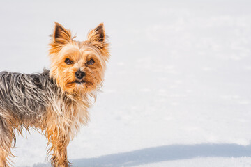 Kleiner Yorkshire Terrier im Schnee