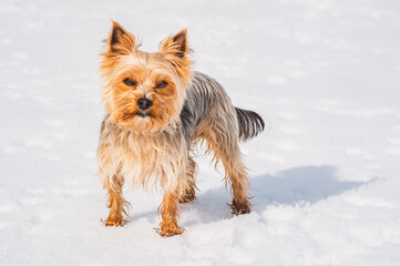 Kleiner Yorkshire Terrier im Schnee