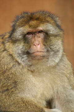 A portrait of a male Barbary Macaque

