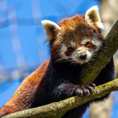 Obraz premium The red panda, Ailurus fulgens, also called the lesser panda.