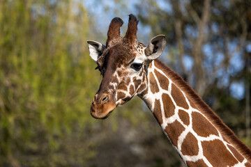 The giraffe, Giraffa camelopardalis is an African mammal