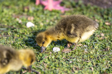 Beautiful yellow fluffy greylag goose baby gosling in spring, Anser anser