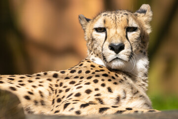 Gepard