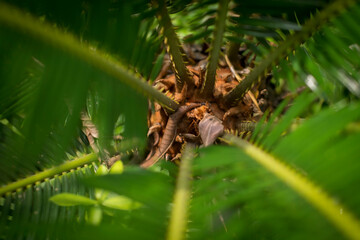 Nature wallpaper of green leaf, tropical plant, concept of ecology and destination progress with blur background