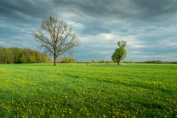 Trees growing in a green meadow with yellow flowers