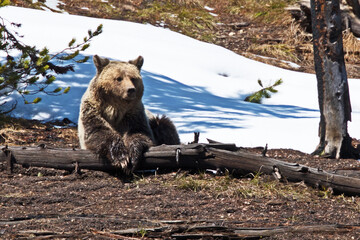 A Grizzly Bear, 'Ursus arctos horribilis', resting with its paws on a log in Yellowstone National Park, Wyoming.