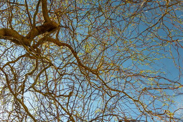 Branches of babylon willow against the background of the sky