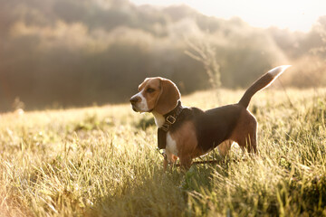 beagle dog in the grass - obrazy, fototapety, plakaty