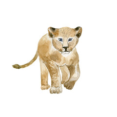 Lion cub on white background. Wild animal.