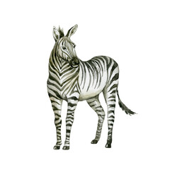 Fototapeta na wymiar Zebra on white background. Wild animal.