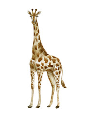 Giraffe on white background. Wild animal. - obrazy, fototapety, plakaty