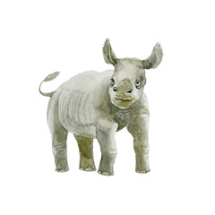 Baby Rhinoceros on white background. Wild animal.