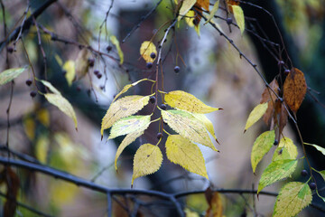 Hackberries at November in Milan