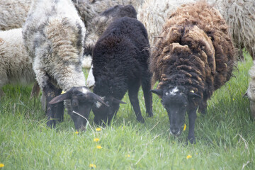 white sheep, red sheep, black sheep. a herd of sheep grazes in the meadow. high quality photo