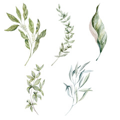 Set of Green Leaves. Tropical plants.