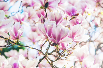 Naklejka na ściany i meble Beautiful blooming magnolias in spring. Selective focus.