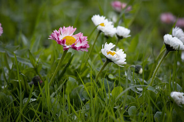 pink and white daisies bloom in the spring meadow.