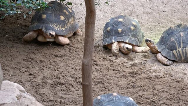 Madagascar tortoise (Pyxis arachnoides) .Tortoises are resting