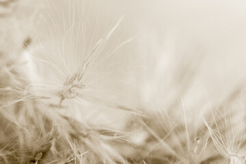 Dry fluffy beige dry fragile rush reed cane buds flowers with blur background macro beige retro...