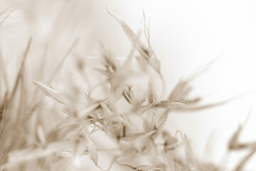 Dry romantic beige dry fragile rush reed cane buds with blur background macro beige retro vintage neutral effect