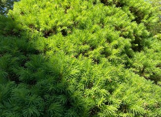 the green branches and needles of a needle tree