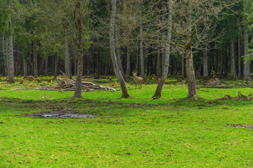 Deer in the forest in summer. Selective focus.