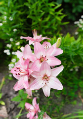 Lovely pink lily flowers with stamens and green leaves in nature garden outdoor blurred smooth background. 